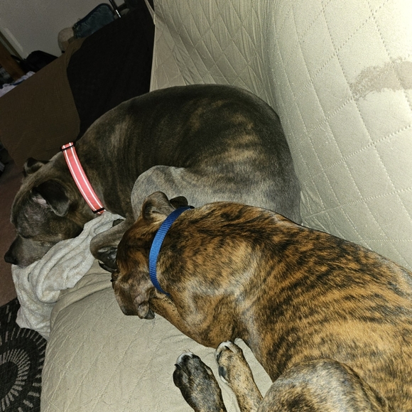 Come join me for a live show. 💜❤️. Come join the fun. - Picture 8 of 16